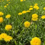 Herbal Safari at Bull Brook Keep