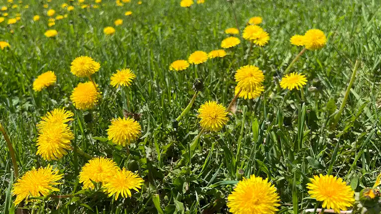 Herbal Safari at Bull Brook Keep