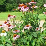 Herbal Safari at Bull Brook Keep