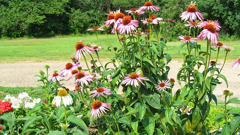 Herbal Safari at Bull Brook Keep