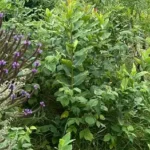 Herbal Safari at Bull Brook Keep