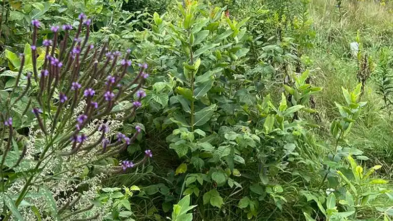 Herbal Safari at Bull Brook Keep