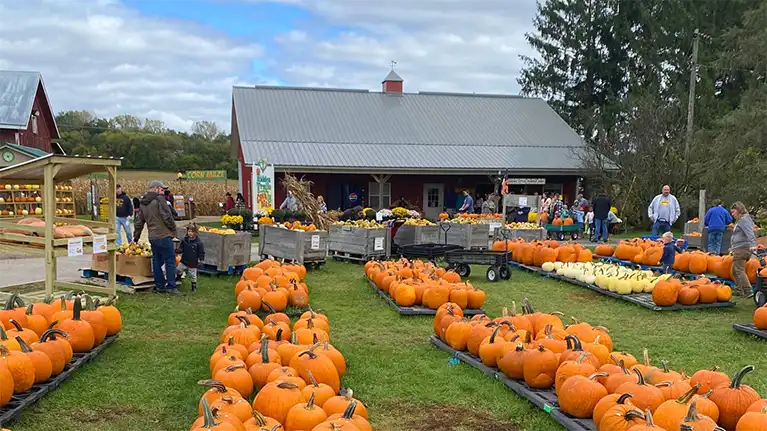 Hidden Trails Corn Maze