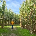 Hidden Trails Corn Maze