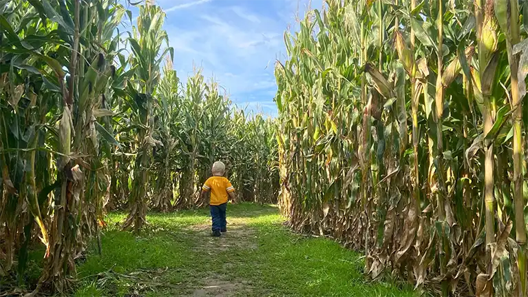 Hidden Trails Corn Maze