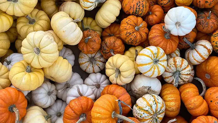 Hidden Trails Corn Maze