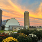 Janestead Farm Blake and Madisons Pumpkin Patch 1 150x150