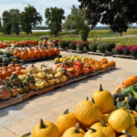 Janestead Farm Blake and Madisons Pumpkin Patch 2 150x150