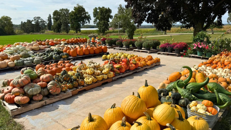 Janestead Farm Blake and Madisons Pumpkin Patch 2