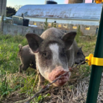 Janestead Farm Blake and Madisons Pumpkin Patch 4 150x150