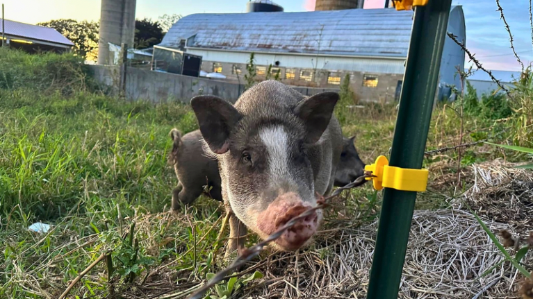Janestead Farm Blake and Madisons Pumpkin Patch 4