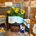 Janestead Farm Blake and Madisons Pumpkin Patch 5 150x150