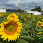 Kelley Country Creamery