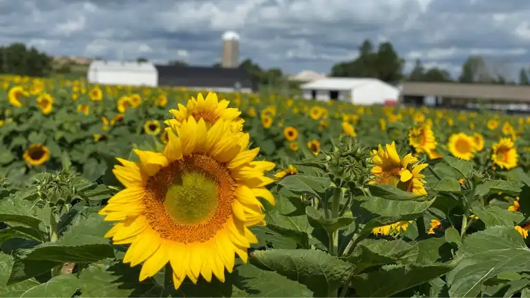 Kelley Country Creamery