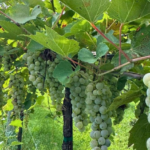 Lautenbachs Orchard Country Winery Market 1 5 150x150