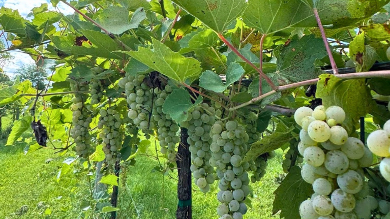 Lautenbachs Orchard Country Winery Market 1 5