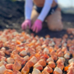 Lautenbachs Orchard Country Winery Market 2 2 150x150