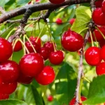 Lautenbach's Orchard Country Winery & Market