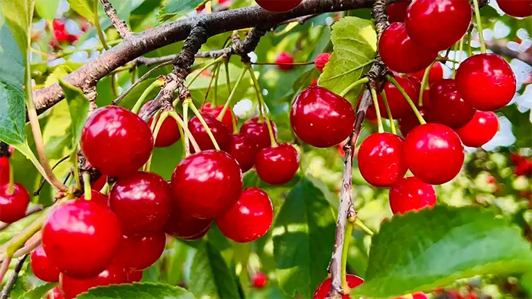 Lautenbach's Orchard Country Winery & Market