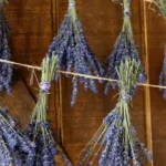 Lavender Bluff Farm