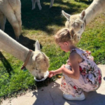 LondonDairy Alpacas 1 150x150