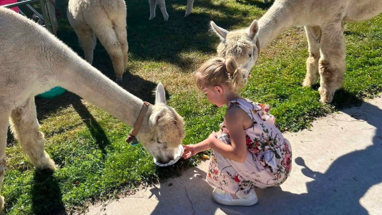 LondonDairy Alpacas 1