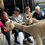 LondonDairy Alpacas 2 150x150