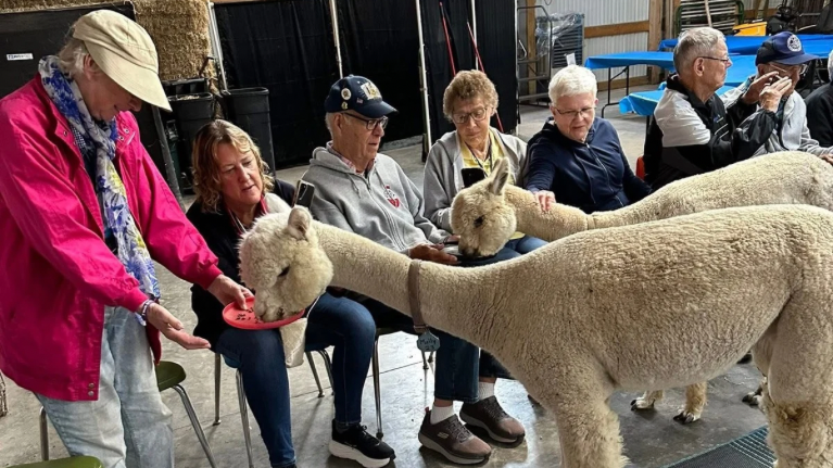 LondonDairy Alpacas 2