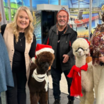 LondonDairy Alpacas 3 150x150