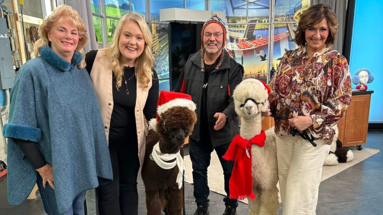 LondonDairy Alpacas 3