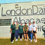 LondonDairy Alpacas 4 150x150