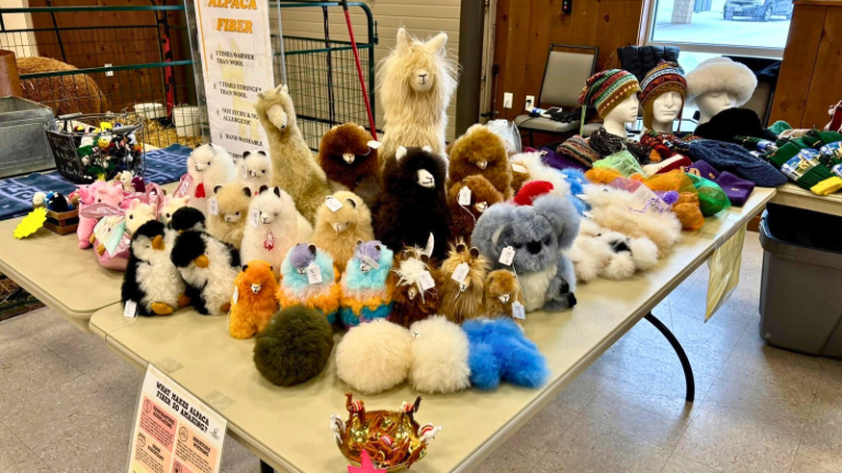 LondonDairy Alpacas 5