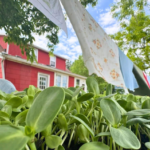 Lonely Oak Farm 1 150x150