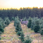 Lonely Oak Farm 3 1 150x150