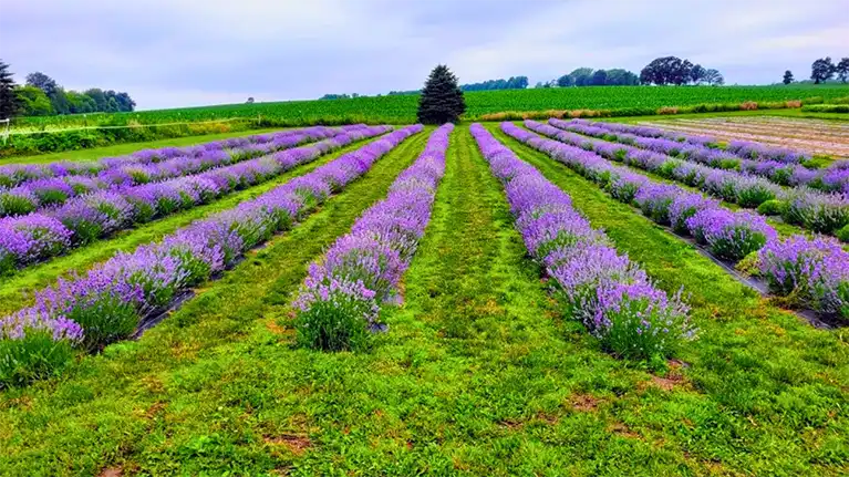 Maple Grove Lavender,LLC