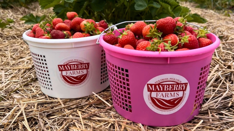 Mayberry Farms LLC 3