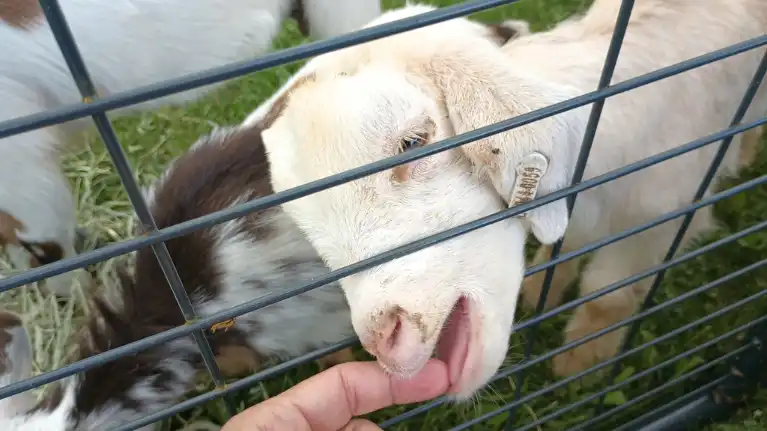 Natures Touch Garden Center and Activity Center5