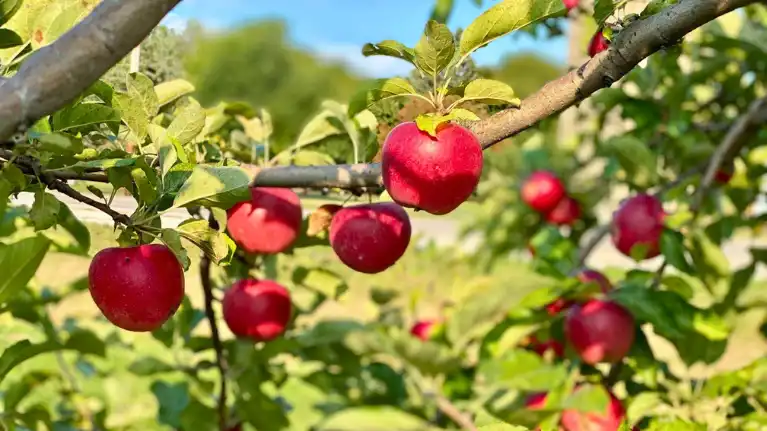Old Homestead Orchard