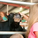 Pagel's Ponderosa Dairy LLC