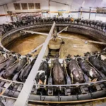 Pagel's Ponderosa Dairy LLC