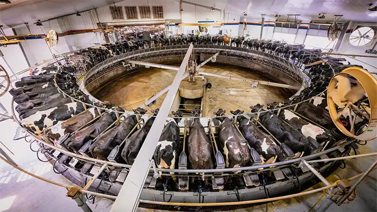 Pagel's Ponderosa Dairy LLC