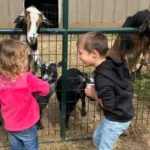 Pleasure Valley Pumpkins5 150x150