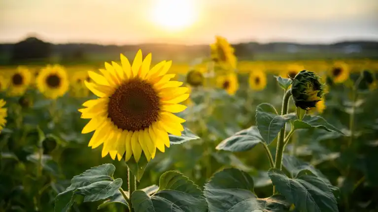 Plover Area Convention and Visitors Bureau