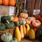 Schairer's Autumn Acres