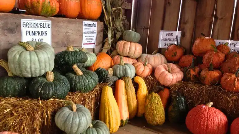 Schairer's Autumn Acres