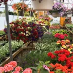 Schairer's Autumn Acres