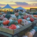 Schuster's Playtime Farm