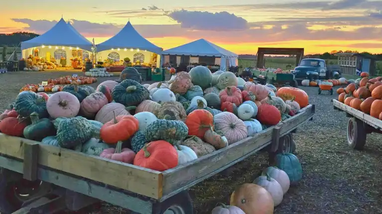 Schuster's Playtime Farm