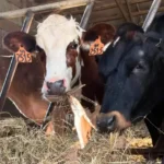 Schwittay Farms LLC2 150x150