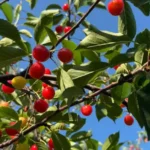 Seaquist Orchards Farm Market